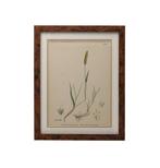 Wanddecoratie (2) - Verenigd Koninkrijk - English Botany