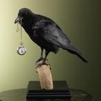Raaf met Zakhorloge Taxidermie Opgezette Dieren By Max, Verzamelen, Ophalen of Verzenden, Nieuw, Vogel, Opgezet dier