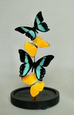 Vlinder Taxidermie volledige montage - Papilio Bromius x, Verzamelen, Nieuw