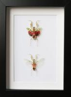 boter Taxidermie volledige montage - Creobroter gemmatus -