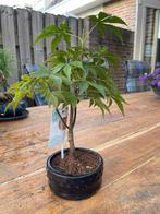 Japanese maple bonsai (Acer palmatum) - Hauteur (arbre) : 25