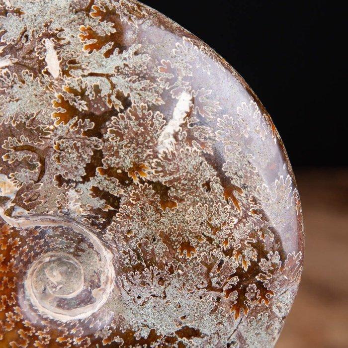 Exclusieve ammoniet op gedraaide messing basis - Fossiel, Verzamelen, Mineralen en Fossielen