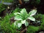 Anubias barteri var. nana Pinto, Dieren en Toebehoren, Nieuw, Verzenden