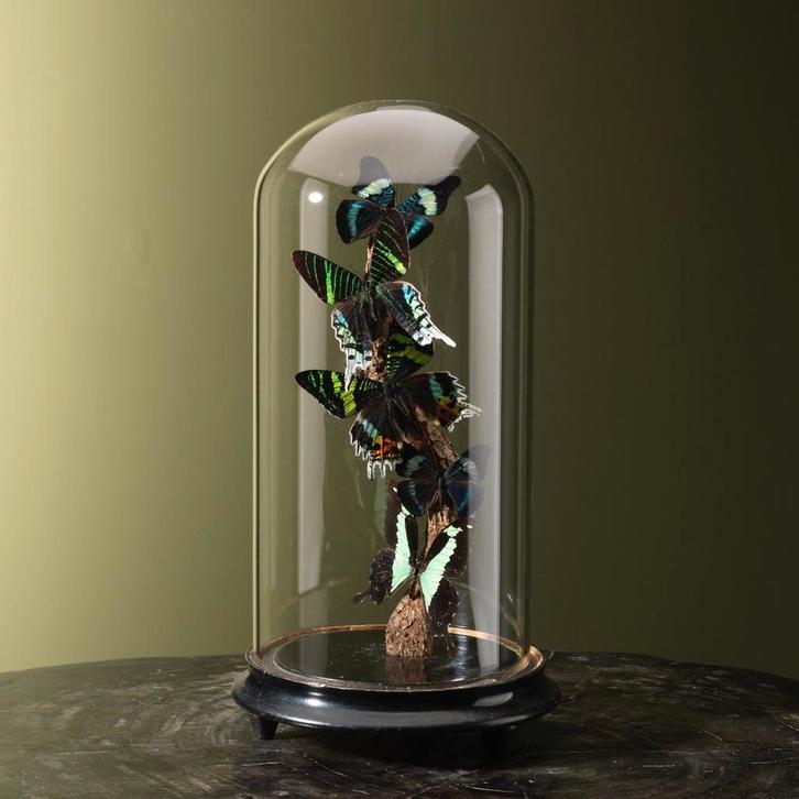 Vlinders in Stolp Taxidermie Opgezette Dieren By Max, Collections, Collections Animaux, Enlèvement ou Envoi