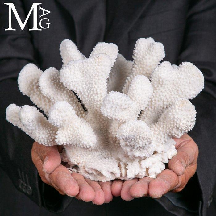 Coral Branch - White Coral - Acropora Florida -, Verzamelen, Mineralen en Fossielen