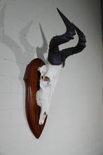 Hartebeest skull Schedel - Alcelaphus buselaphus - 36 cm -, Verzamelen, Nieuw