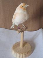 -alouette Support de corps entier pour taxidermie -, Antiek en Kunst