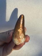 Mosasaurus - Fossiele tand - Mosasaurus - 5.6 cm (Zonder, Verzamelen, Mineralen en Fossielen