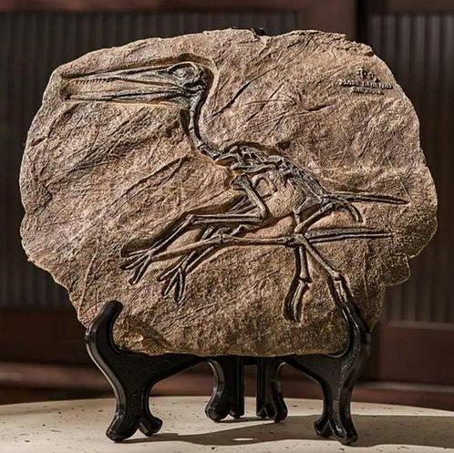 Quetzalcoatlus XXL fossiel skelet (replica) - Fossiel skelet, Verzamelen, Dierenverzamelingen