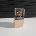 Sericho meteoriet pallasite in display - pallasite - Hoogte:, Verzamelen