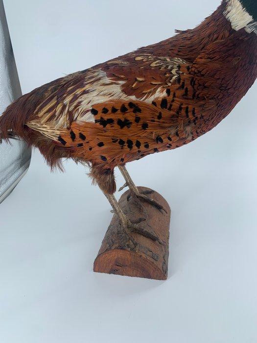 volwassen man Ring-nekspreeuw Taxidermie volledige montage -, Verzamelen, Dierenverzamelingen