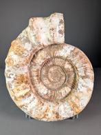 Jurassische Ammoniet - Gefossiliseerde schelp -, Verzamelen