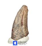 Griffe fossilisée - Top Rare Killer Unidentified Predator