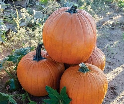 Sprinter F1 PMT Halloween pompoen 50 zaden, Huis en Inrichting, Woonaccessoires | Kunstplanten en Kunstbloemen, Nieuw