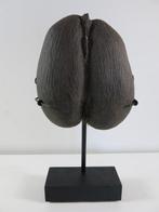 Sea Coconut – Coco de Mer 26x23x6,5 cm on custom made stand, Nieuw