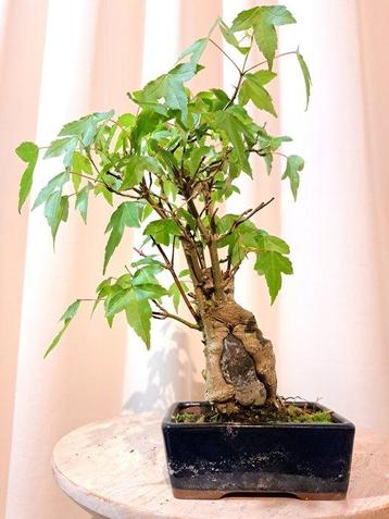 Drietand Esdoorn (Acer Buergerianum) - Hoogte (boom): 25 cm