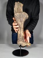 Partie des cornes du mégacéros - Os fossilisé - Megaloceros