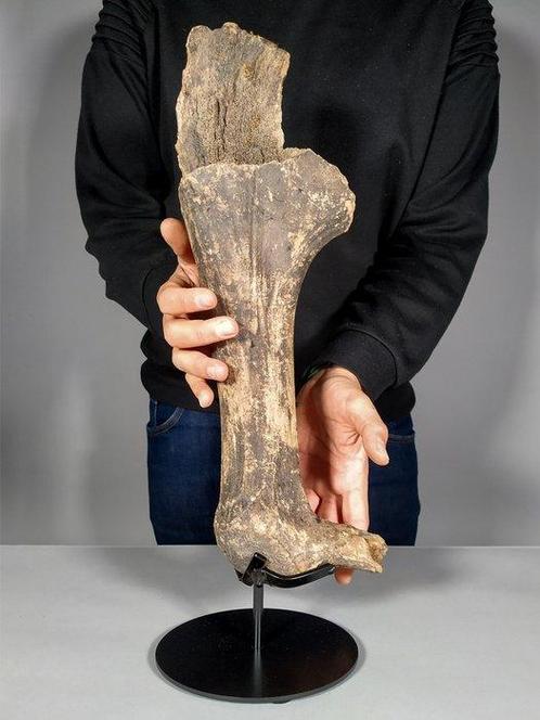 Partie des cornes du mégacéros - Os fossilisé - Megaloceros, Verzamelen, Mineralen en Fossielen