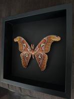 Papillon Support de corps entier pour taxidermie - Attacus, Nieuw