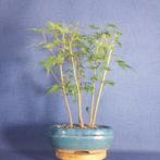 Japanese maple bonsai (Acer palmatum) - Hoogte (boom): 36 cm