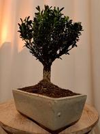 Bonsaï Buxus Harlandii dans un plateau à bonsaï. - Hauteur