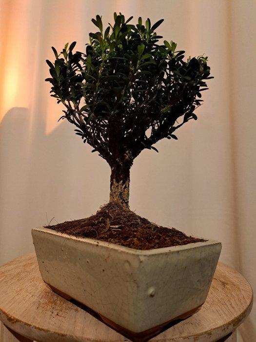Bonsaï Buxus Harlandii dans un plateau à bonsaï. - Hauteur, Antiquités & Art, Curiosités & Brocante