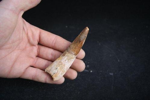 Enorme Spinosaurus - Fossiele tand - Spinosaurus aegyptiacus, Verzamelen, Mineralen en Fossielen