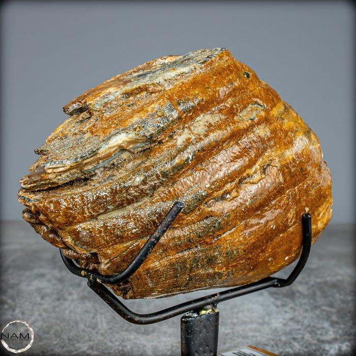 Natuurlijke mammoetstootkaak gemonteerd op een metalen, Antiek en Kunst, Curiosa en Brocante