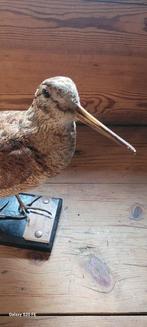 Bécasse Support de corps entier pour taxidermie - Scolopax, Verzamelen, Nieuw