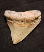 Megalodon - Fossiele tand - USA MEGALODON TOOTH - 6.7 cm -