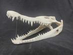 Siamese krokodil Schedel - Crocodylus siamensis (with CITES, Nieuw