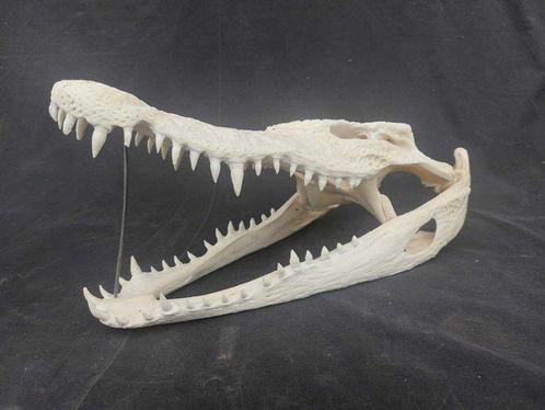 Siamese krokodil Schedel - Crocodylus siamensis (with CITES, Verzamelen, Dierenverzamelingen