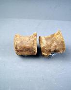 Spinosaurus - Fossiel bot - Conjunto anatómico de vértebras