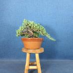 Jeneverbes bonsai (Juniperus) - Hoogte (boom): 29 cm -