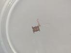 Copeland Spode England - R. Trigg - Service de table (7) -