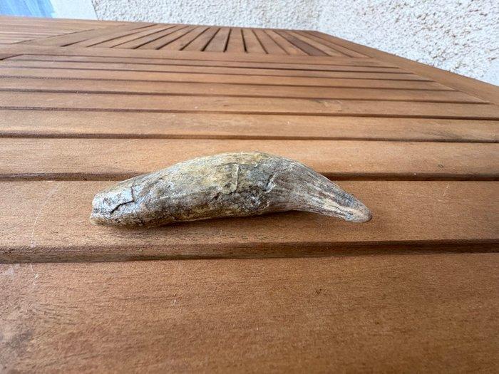 Holenbeer - Fossiele tand - Ursus Spelaeus - 3.5 cm - 2.8 cm, Collections, Minéraux & Fossiles