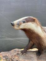Blaireau Support de corps entier pour taxidermie - Meles, Verzamelen, Dierenverzamelingen, Nieuw
