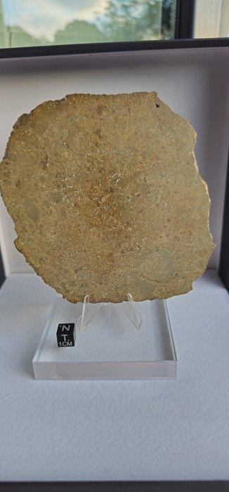 XXL Jikharra 001 Meteorite Slice – Museumkwaliteit met, Collections, Minéraux & Fossiles