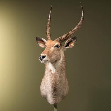 Waterbok Taxidermie Opgezette Dieren By Max