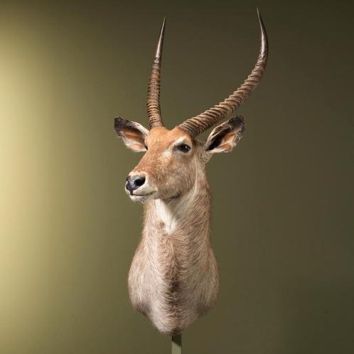 Waterbok Taxidermie Opgezette Dieren By Max, Collections, Collections Animaux, Enlèvement ou Envoi