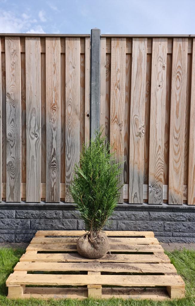 Conifeer - Thuja Plicata Atrovirens - Haagplanten, Tuin en Terras, Planten | Struiken en Hagen, Ophalen of Verzenden