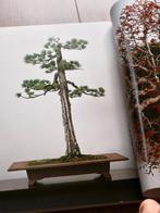 - 2003.7[]Geijutsu Shincho – Bonsai Special Issue