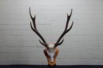 Sika Deer Crâne avec bois de cerf - Cervus nippon - 40 cm -