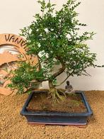 Chinese peper bonsai (Zanthoxylum) - Hoogte (boom): 50 cm -