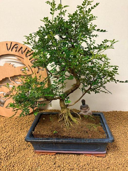 Chinese peper bonsai (Zanthoxylum) - Hoogte (boom): 50 cm -, Antiquités & Art, Curiosités & Brocante