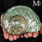 Monumentale Schelp Turbo Marmoratus – Gepolijst – Tahiti -, Antiek en Kunst