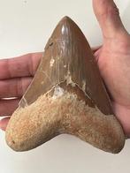 Enorme Megalodon tand 13,3 cm - Fossiele tand - Carcharocles