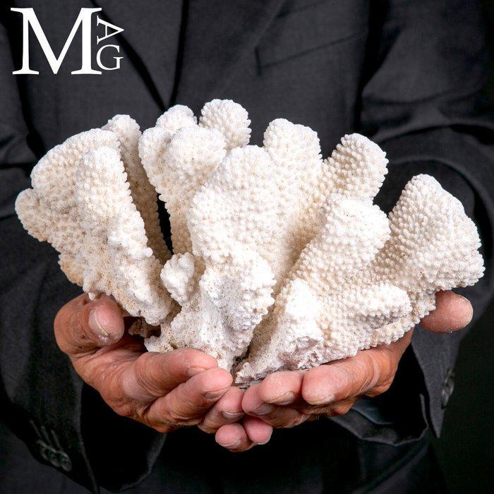 Coral Branch - White Coral - Acropora Florida -, Verzamelen, Mineralen en Fossielen