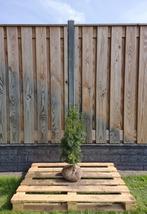 Taxus - Taxus Media Hicksii - Haagplanten 60 t/m 200cm, Tuin en Terras, Ophalen of Verzenden