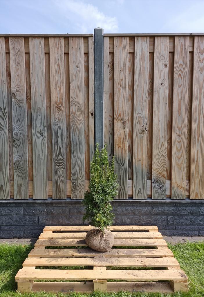 Taxus - Taxus Media Hicksii - Haagplanten 60 t/m 200cm, Tuin en Terras, Planten | Struiken en Hagen, Ophalen of Verzenden